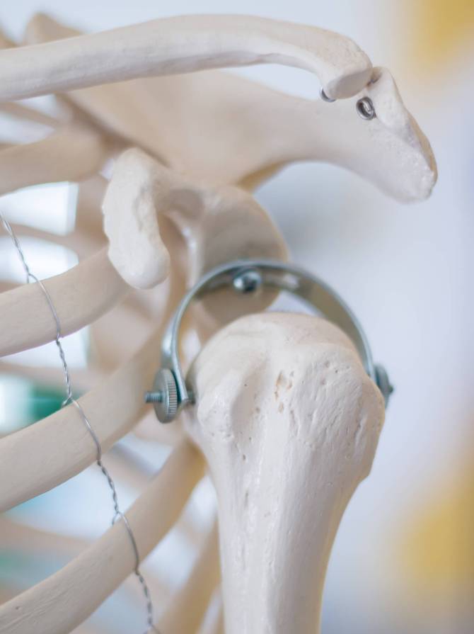 Close up view of a model of a human shoulder bones.
